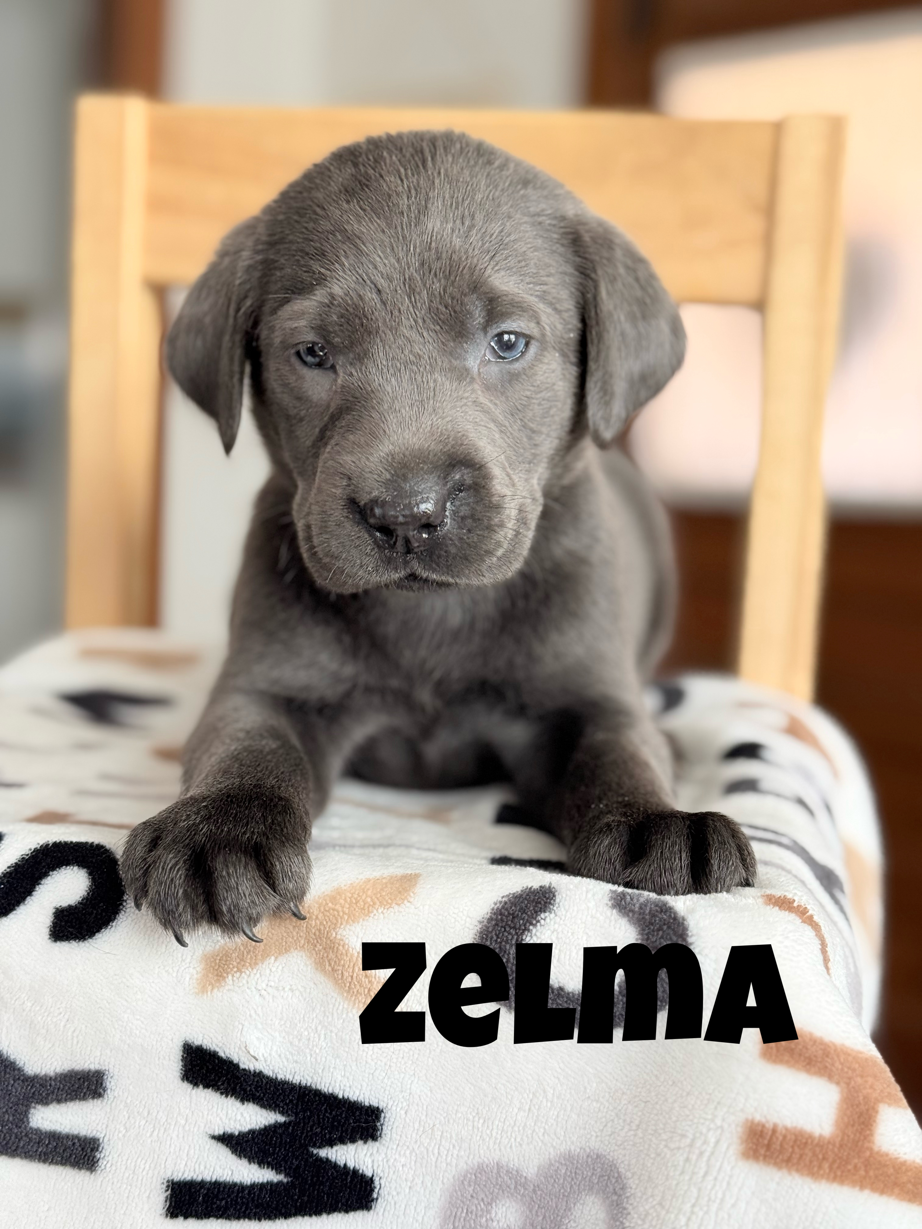 Zelma 1